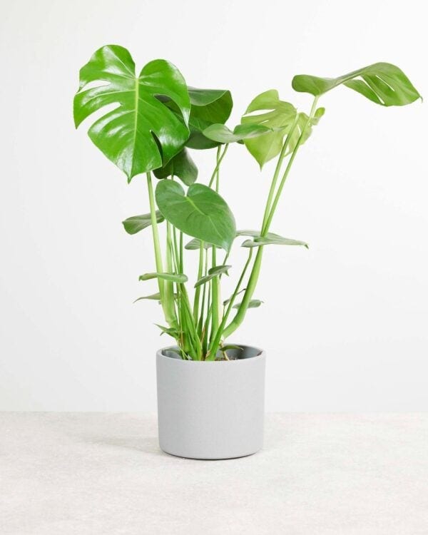 Gatenplant bezorgen via PLNTS