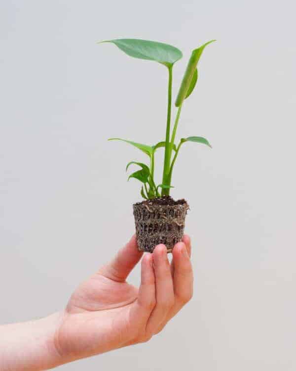 Gatenplant bezorgen via PLNTS