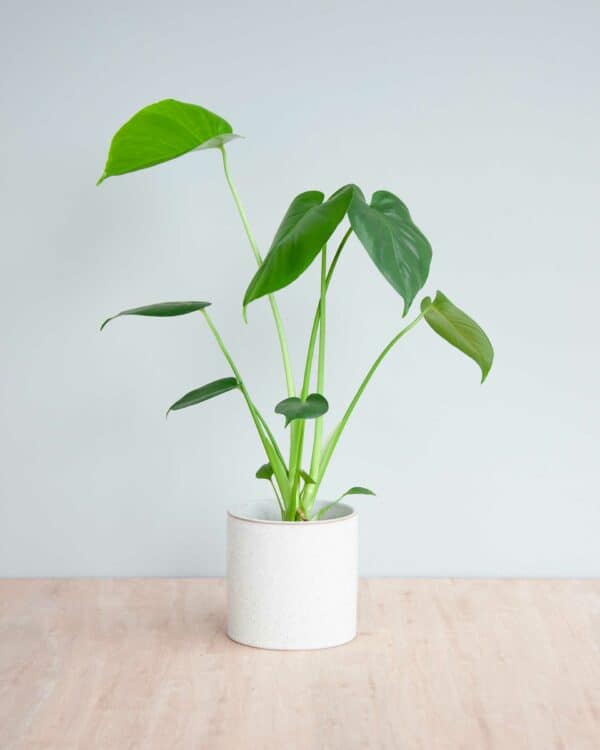 Gatenplant bezorgen via PLNTS