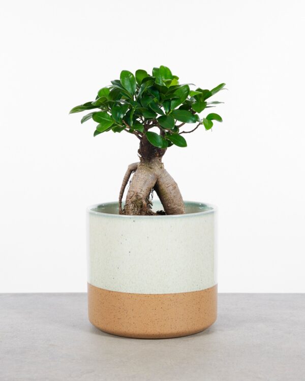 Ginseng bezorgen via PLNTS