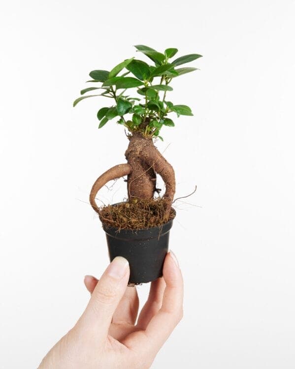 Ginseng bezorgen via PLNTS