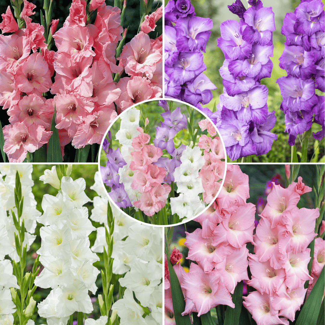 Gladiolus - Mix van 60 - Gladiolus bloembollen bezorgen via Florastore
