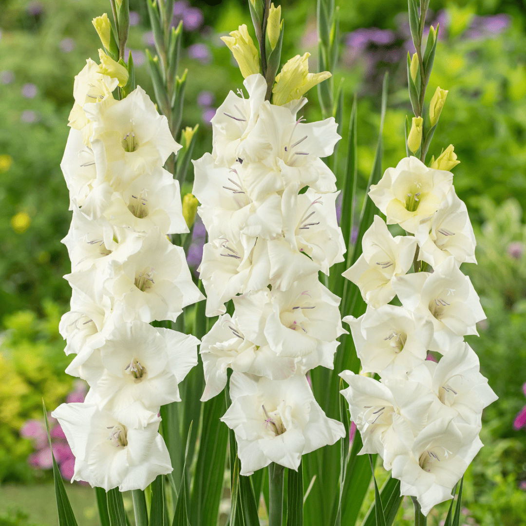 Gladiolus'Glamini Amber'Mini-gladiool - set van 21 - Tuinbloemen - Wit bezorgen via Florastore