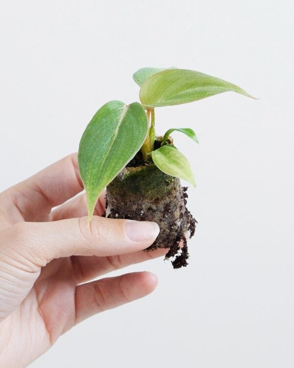 Gloriosum (dark form) bezorgen via PLNTS