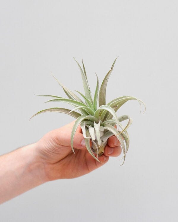 Harrisii bezorgen via PLNTS