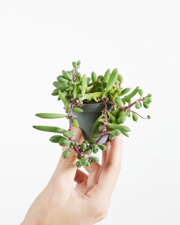 Herreianus Purple Flush bezorgen via PLNTS