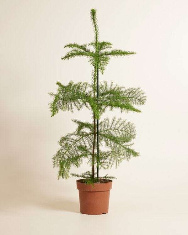 Heterophylla bezorgen via PLNTS