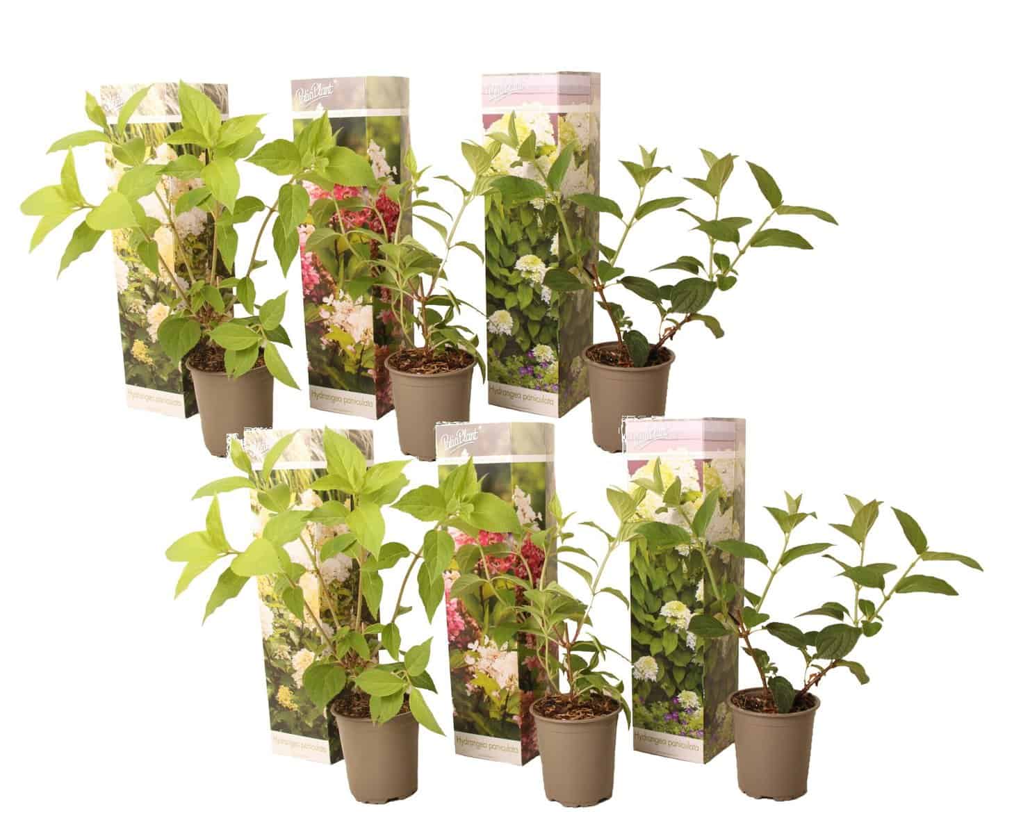 Hortensia Paniculata - Mix van 6 - Tuinplanten - Pot 9cm - Hoogte 25-35cm bezorgen via Florastore