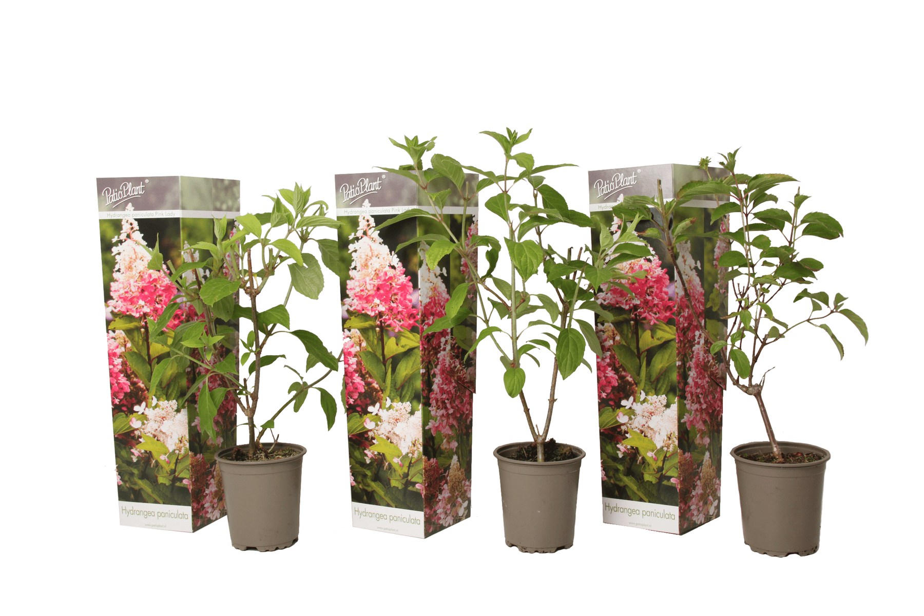Hortensia Paniculata'Pink Lady'- Set van 3 - Pot 9cm - Hoogte 25-40m bezorgen via Florastore