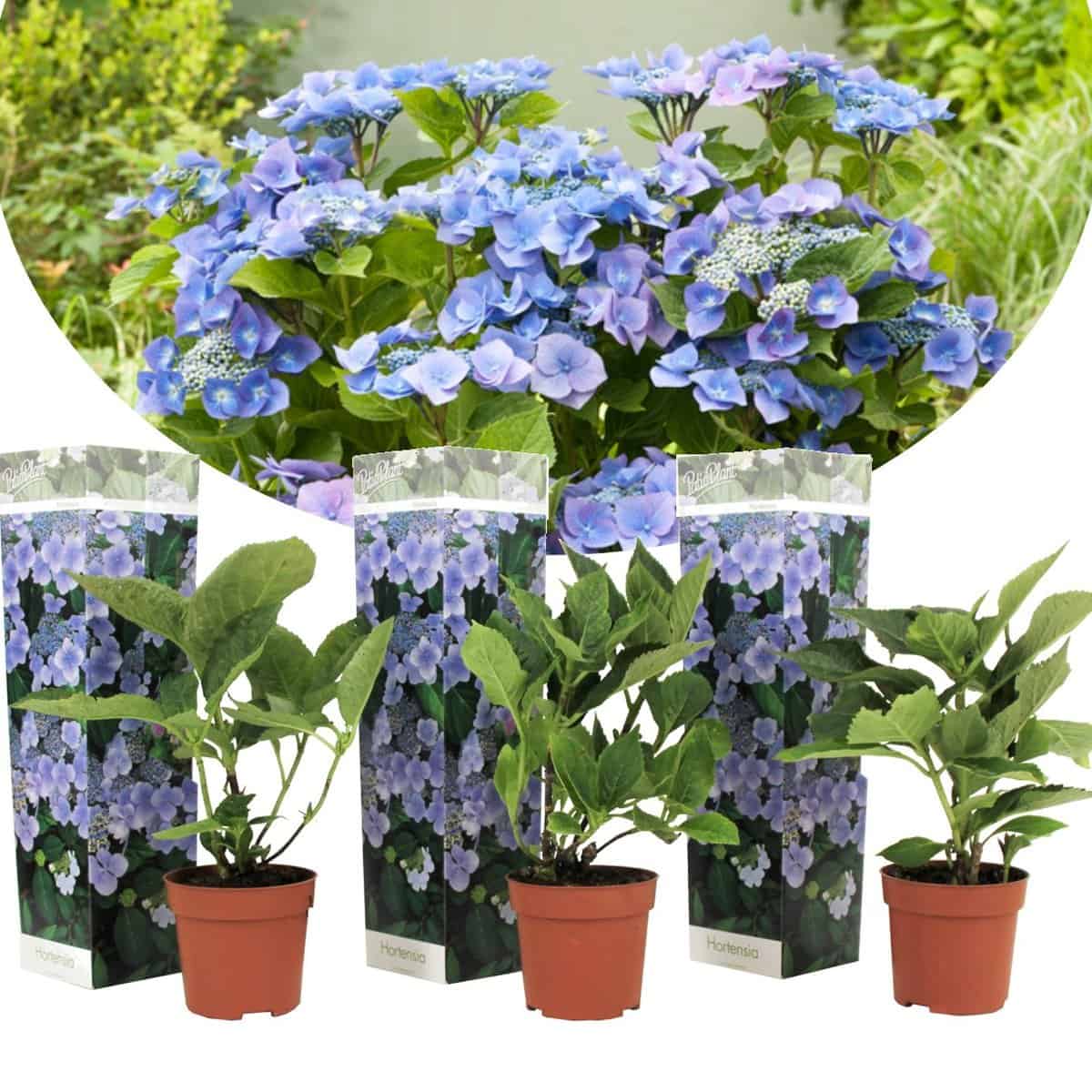 Hortensia Teller - Set van 3 - Blauw - Tuinhortensia - Pot 9cm - Hoogte 25-40cm bezorgen via Florastore