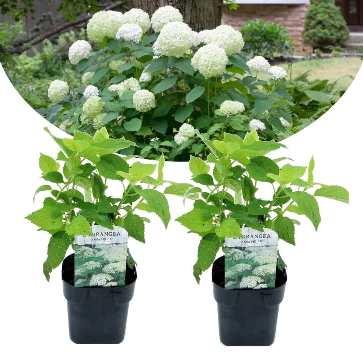 Hydrangea arborescens Annabelle - Set van 2 - Pot 17cm - Hoogte 30-40cm bezorgen via Florastore