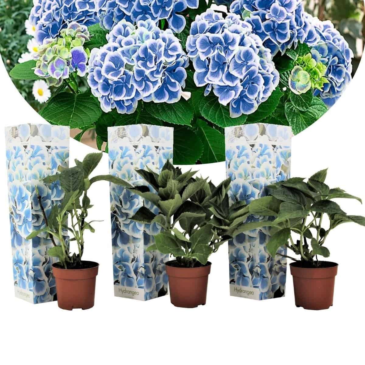 Hydrangea bicolor'Bavaria'Blue - Set van 3 - Pot 9cm - Hoogte 25-40cm bezorgen via Florastore