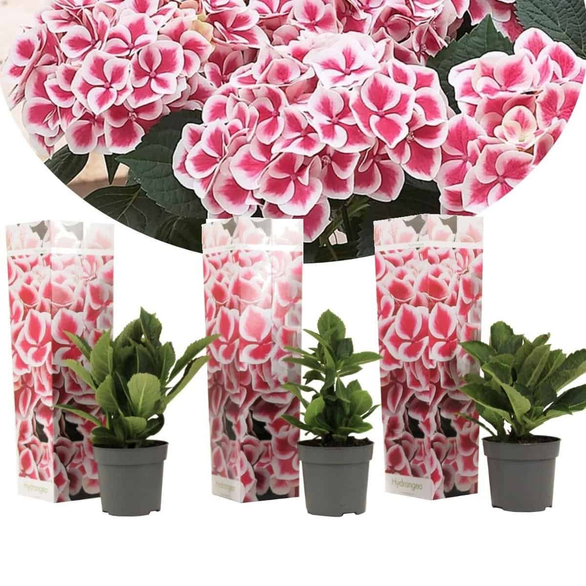 Hydrangea bicolor'Camilla'Roze - Set van 3 - Pot 9cm - Hoogte 25-40cm bezorgen via Florastore