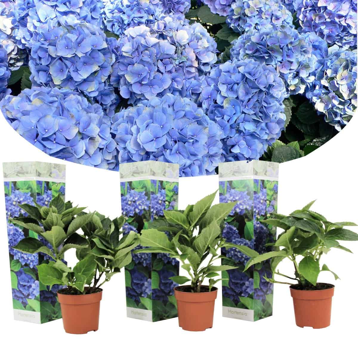 Hydrangea macrophylla - Blauw - Set van 3 - Hortensia - Pot 9cm - Hoogte 25-40cm bezorgen via Florastore