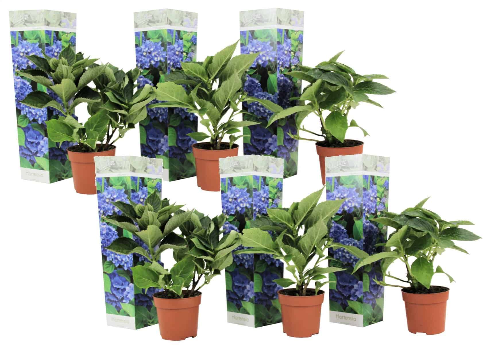 Hydrangea macrophylla - Blauw - Set van 6 - Hortensia - Pot 9cm - Hoogte 25-40cm bezorgen via Florastore