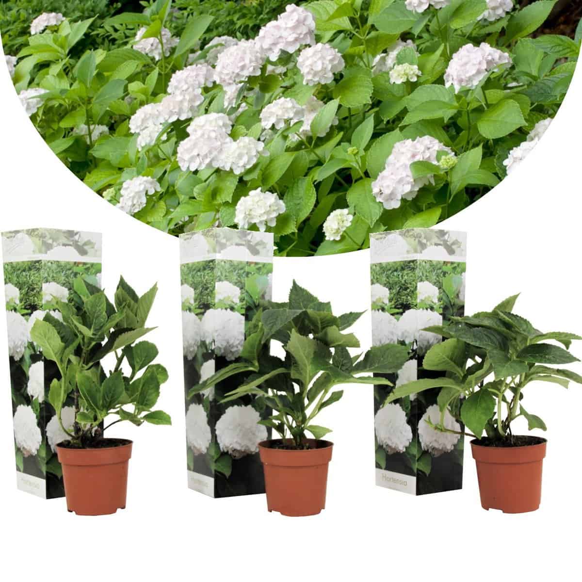Hydrangea macrophylla - Wit - Set van 3 - Hortensia - Pot 9cm - Hoogte 25-40cm bezorgen via Florastore