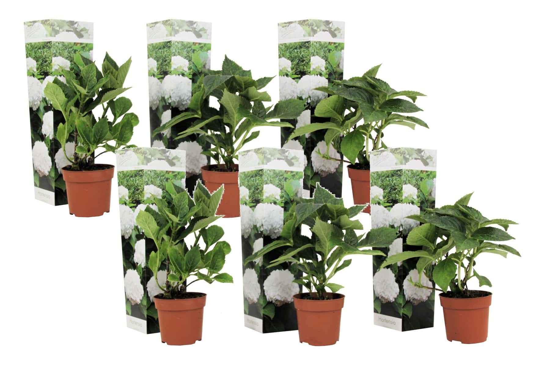 Hydrangea macrophylla - Wit - Set van 6 - Hortensia - Pot 9cm - Hoogte 25-40cm bezorgen via Florastore
