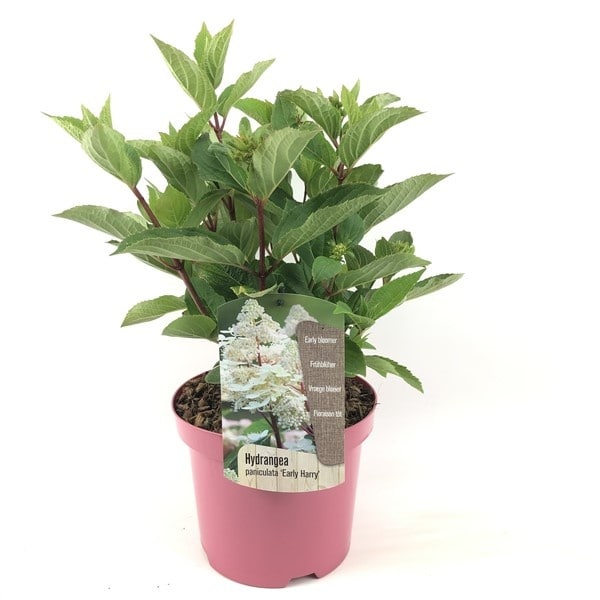 Hydrangea paniculata Early Harry - Pluimhortesia - Pot 19cm - Hoogte 25-40cm bezorgen via Florastore