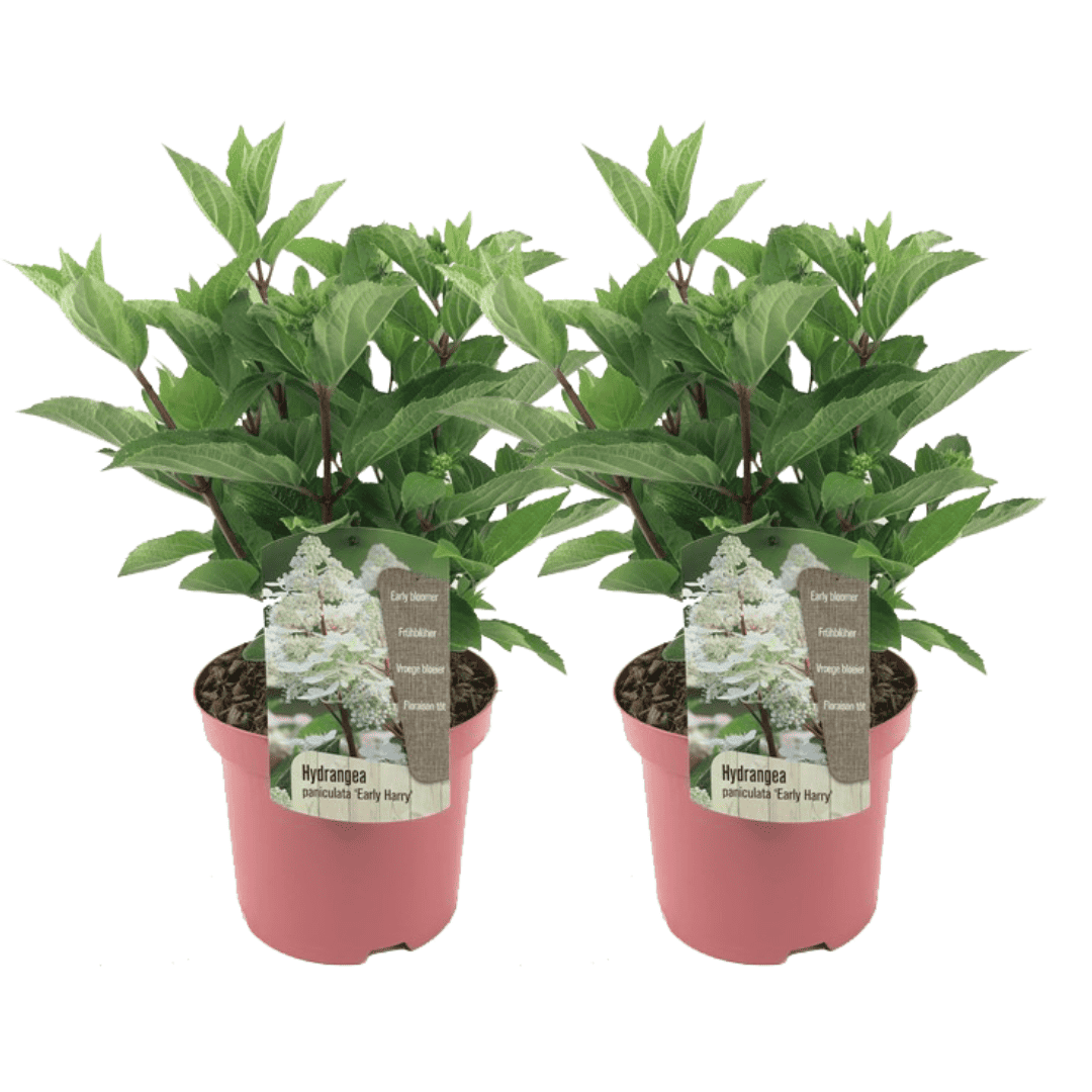 Hydrangea paniculata Early Harry - Set van 2 -Hortensia -Pot 19cm Hoogte 25-40cm bezorgen via Florastore