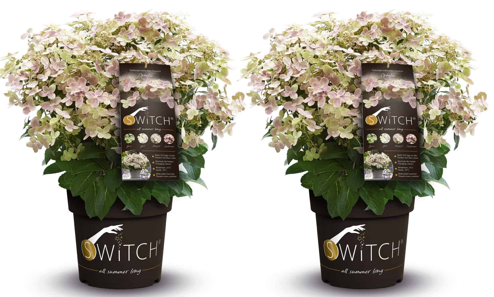 Hydrangea paniculata (S)witch Ophelia - Set de 2 - Pot 19cm - Hoogte 30-40cm bezorgen via Florastore