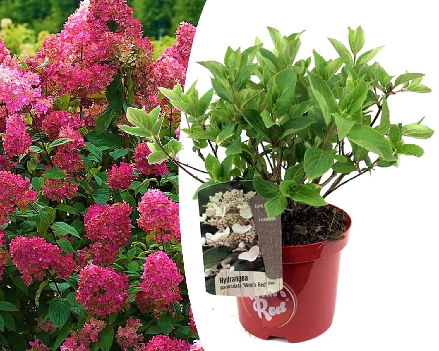 Hydrangea paniculata Wim's Red - Hortensia - Pot 19cm - Hoogte 25-40cm bezorgen via Florastore