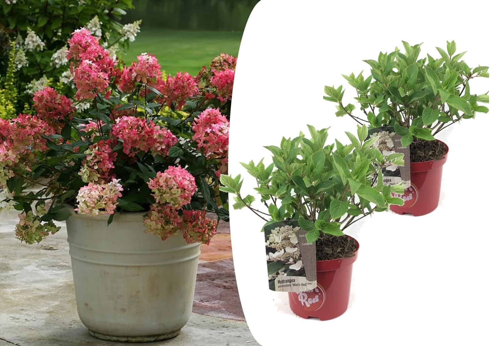 Hydrangea paniculata Wim's Red - x2 - Hortensia - Pot 19cm - Hoogte 25-40cm bezorgen via Florastore