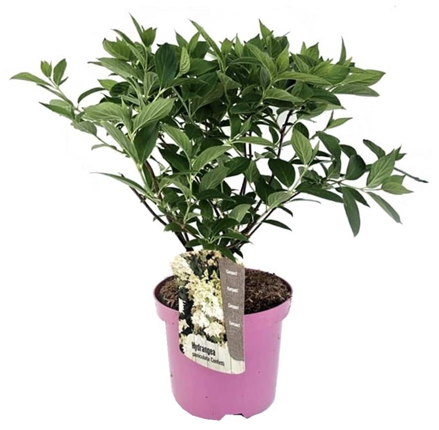 Hydrangea paniculata'Confetti'- Hortensia - Pot 19cm - Hoogte 25-40cm bezorgen via Florastore