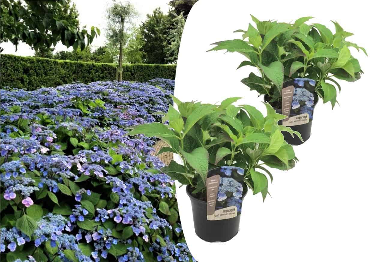Hydrangea serrata Summerglow - Set van 2 - Hortensia - Pot 19cm - Hoogte 25-40cm bezorgen via Florastore
