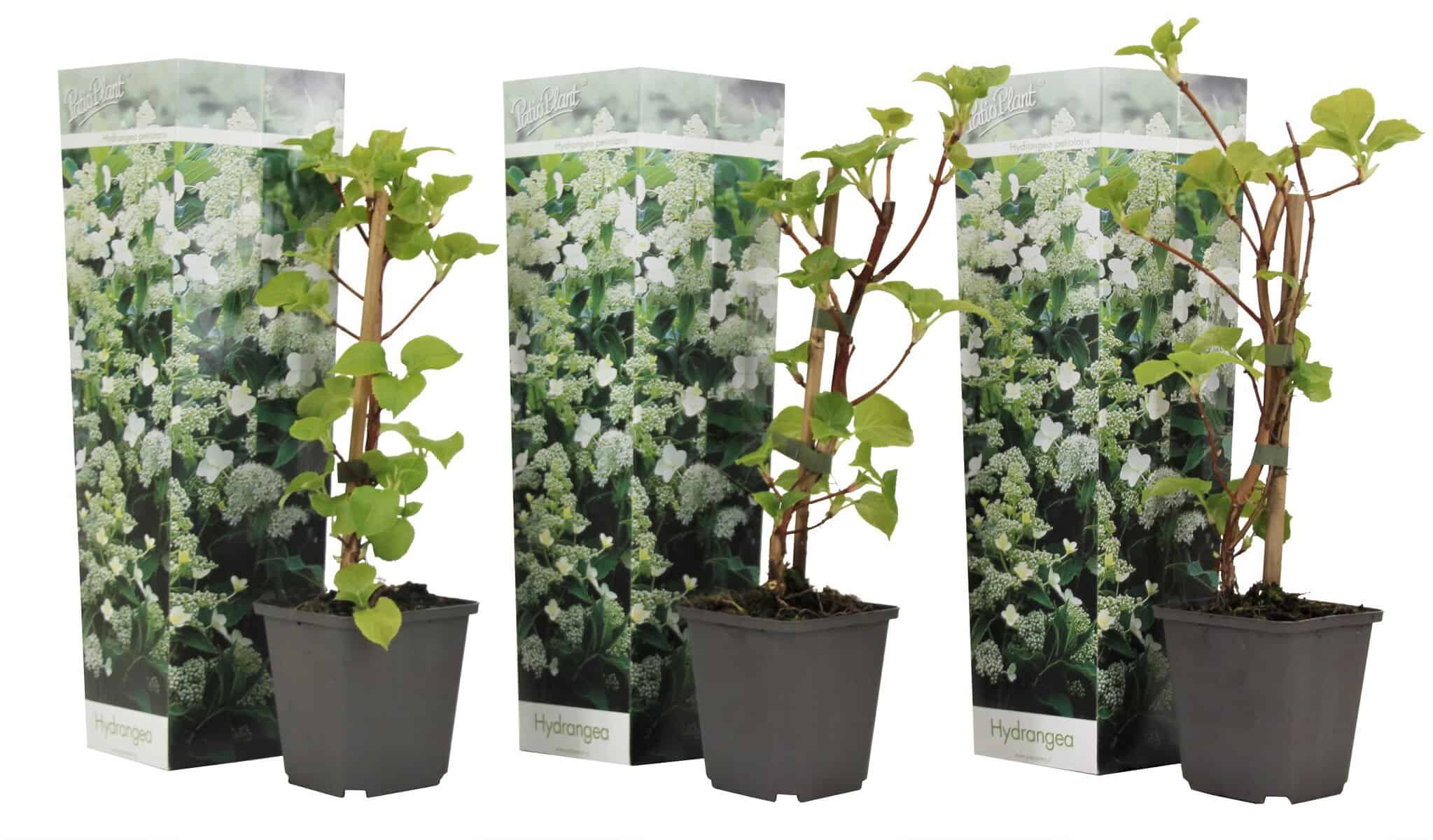 Hydrangea'Petiolaris’ - Set van 3 - Klimhortensia - Pot 9cm - Hoogte 25-40cm bezorgen via Florastore
