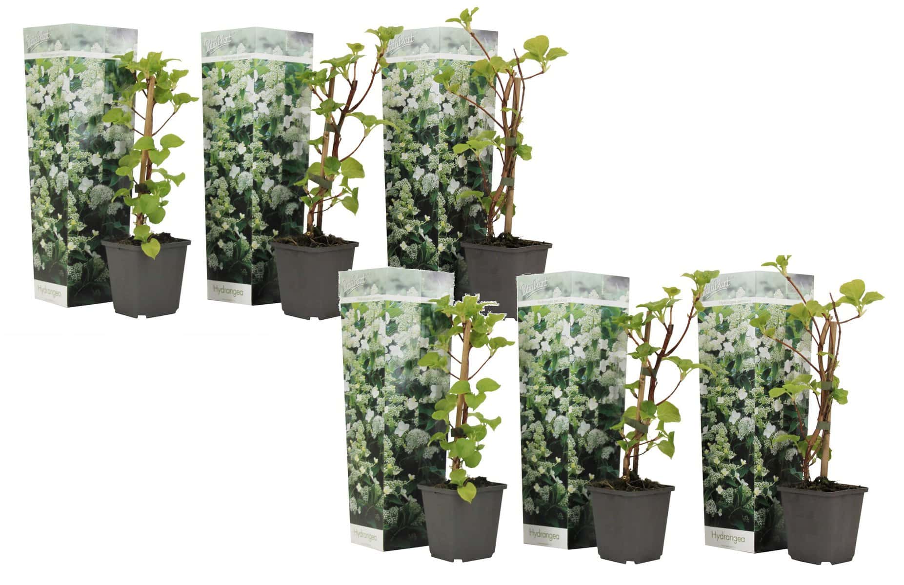 Hydrangea'Petiolaris’ - Set van 6 - Klimhortensia - Pot 9cm - Hoogte 25-40cm bezorgen via Florastore