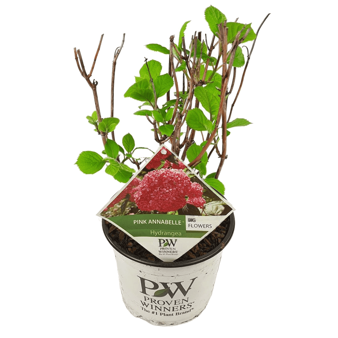 Hydrangea'Pink Annabelle'- Hortensia - Roze - Potmaat 19 cm - Hoogte 40-50 cm bezorgen via Florastore