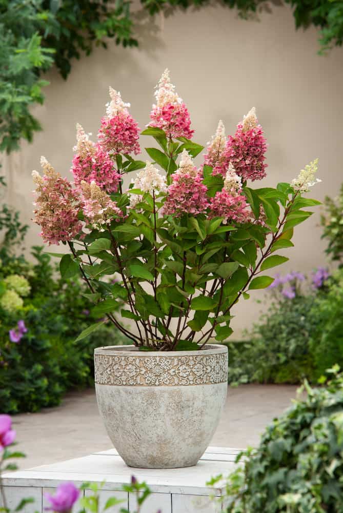 Hydrangea'Pinky Winky'- Pluimhortensia - Pot 19cm - Hoogte 25-40cm bezorgen via Florastore