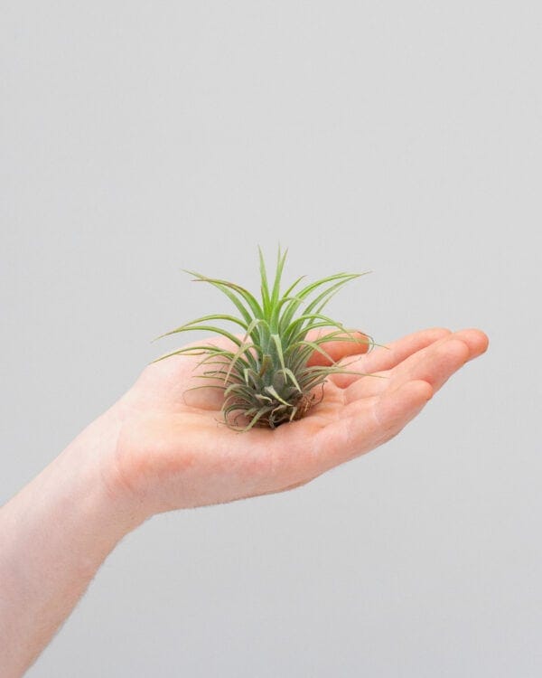 Ionantha bezorgen via PLNTS