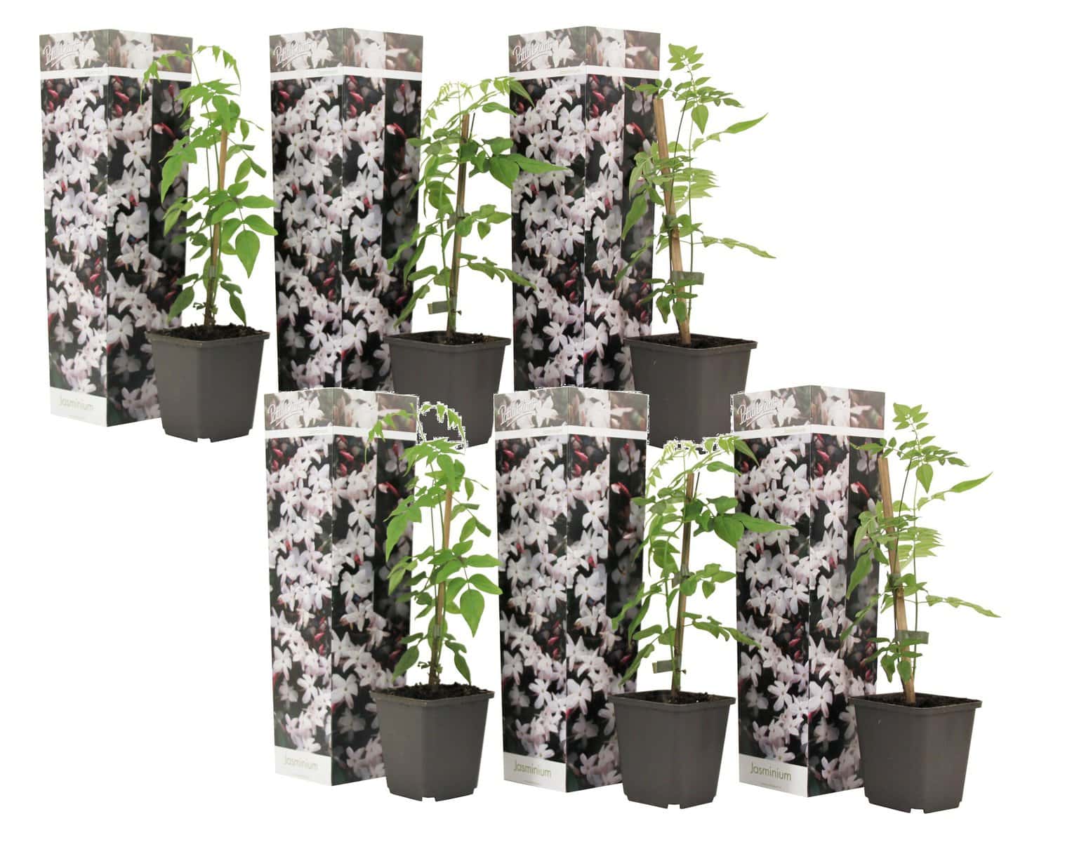 Jasminoides Officinale - Set van 6 - Wit - Jasmijn - Pot 9cm - Hoogte 25-40cm bezorgen via Florastore