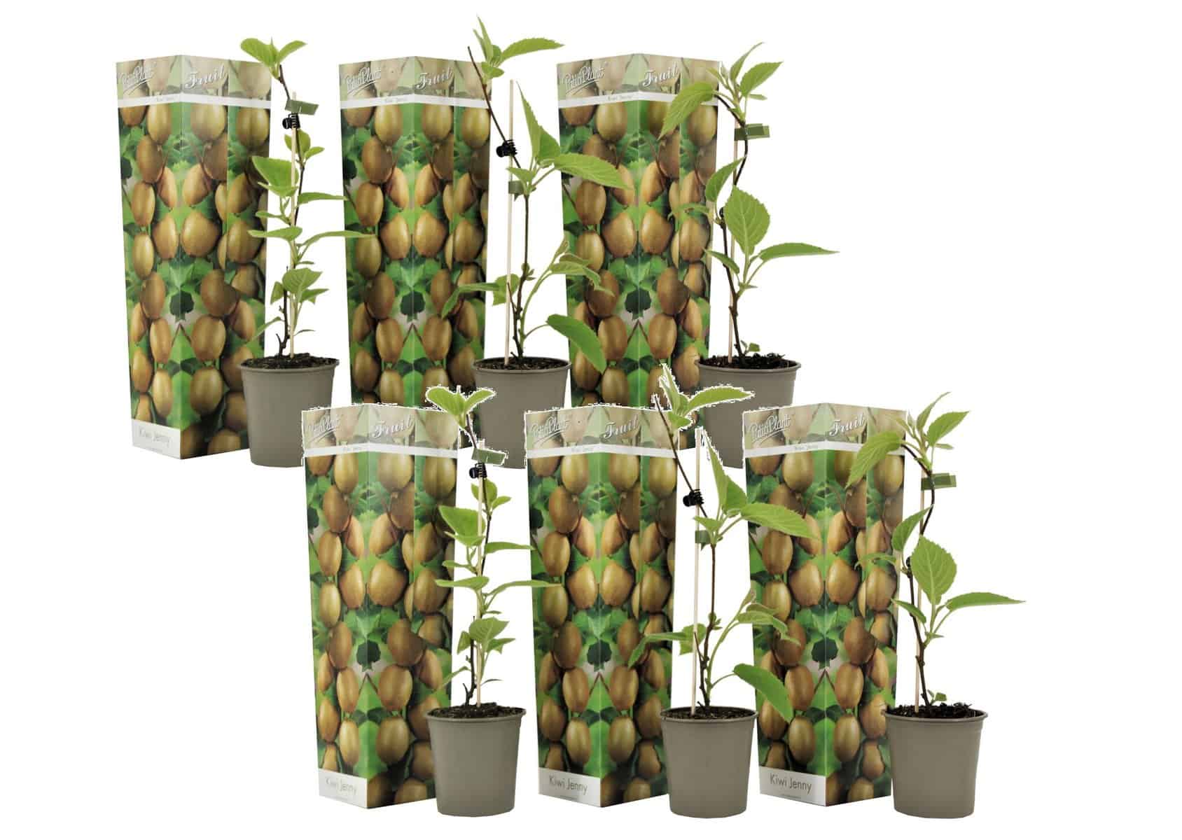 Kiwi Actinidia'Jenny'- Set van 6 - Kiwiplanten - Pot 9cm - Hoogte 20-40cm bezorgen via Florastore