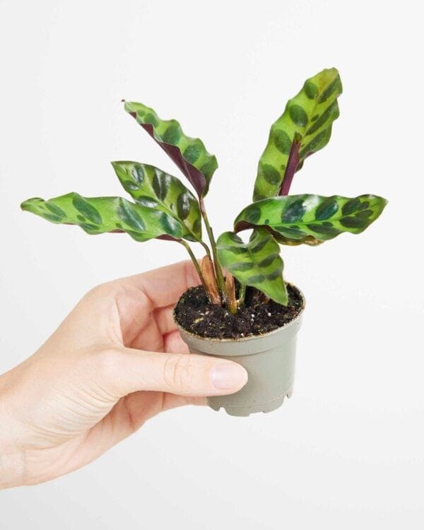 Lancifolia Insigne bezorgen via PLNTS