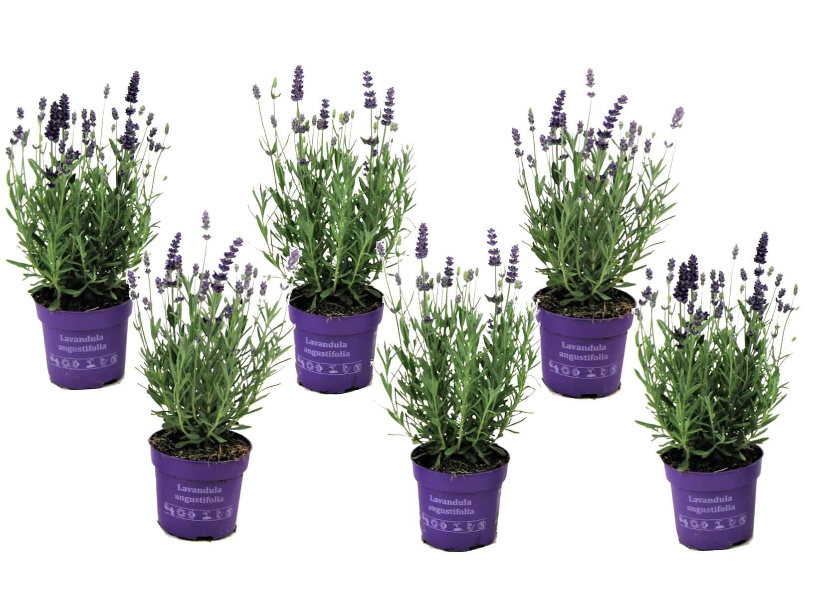 Lavandula angustifolia - Set x6 - Lavendelplant - Pot 10.5cm - Hoogte 10-15cm bezorgen via Florastore