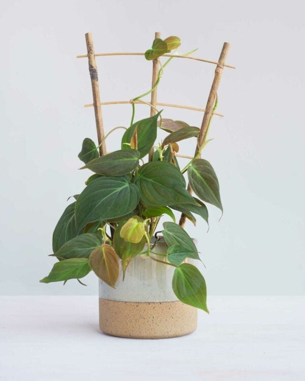 Lily Houten Rek bezorgen via PLNTS