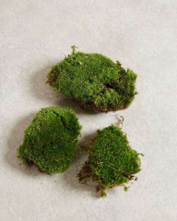 Living Cushion Moss bezorgen via PLNTS