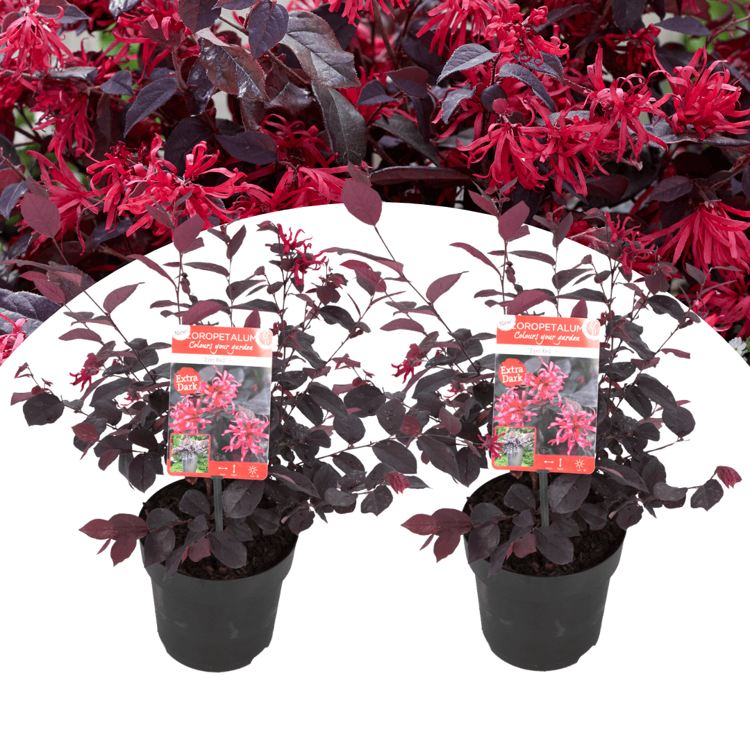 Loropetalum Ever Red - Set van 2 - Franjeboom - Pot 13cm - Hoogte 25-35cm bezorgen via Florastore