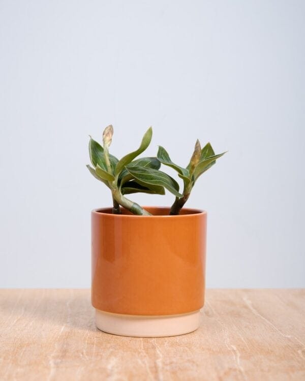 Ludisia Discolor bezorgen via PLNTS