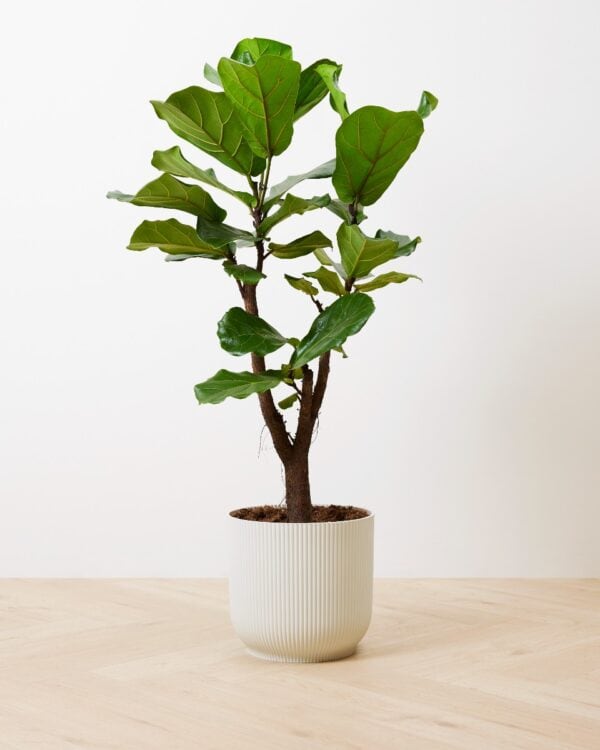 Lyrata Branched bezorgen via PLNTS