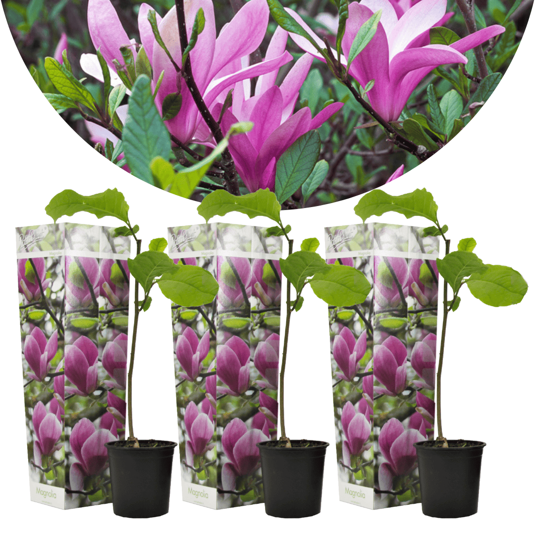 Magnolia Stellata - Set van 3 - Paarse bloemen - Tuin - Pot 9cm - Hoogte 25-40cm bezorgen via Florastore