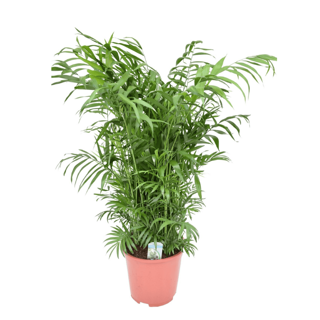 Mexicaanse dwergpalm - Compact groeiende groene palm - Pot 20cm - Hoogte 80-90cm bezorgen via Florastore