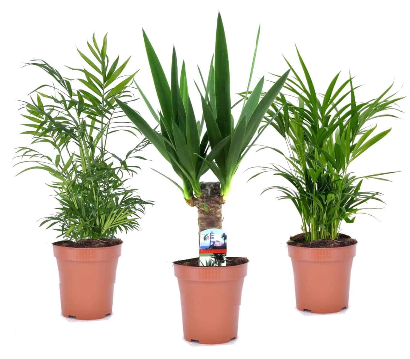 Mini Palmen Mix - Set van 3 stuks - Kamerplanten - Pot 12cm - Hoogte 30-40cm bezorgen via Florastore