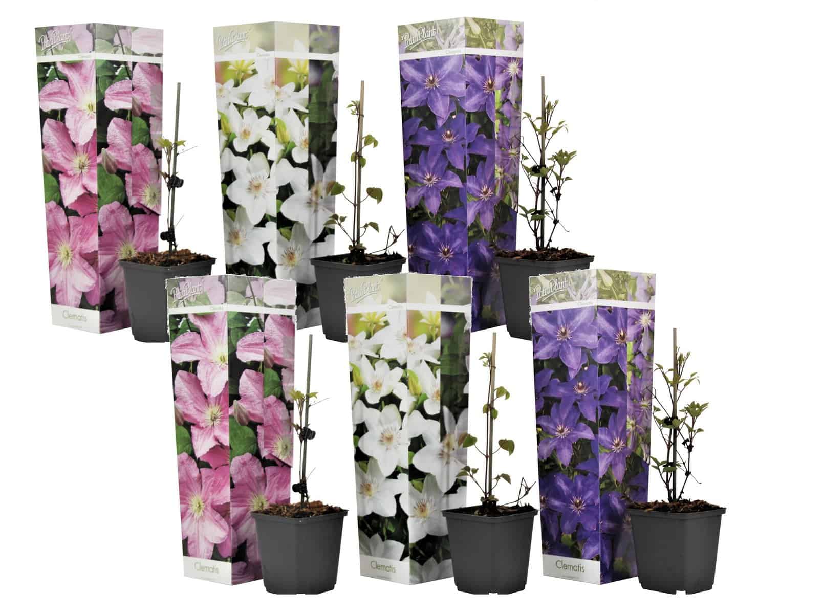 Mix van 6 Clematis - Tuinplanten - Klimplant - Pot 9cm - Hoogte 25-40cm bezorgen via Florastore