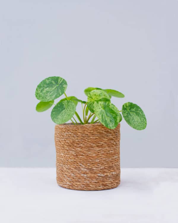 Mojito® bezorgen via PLNTS