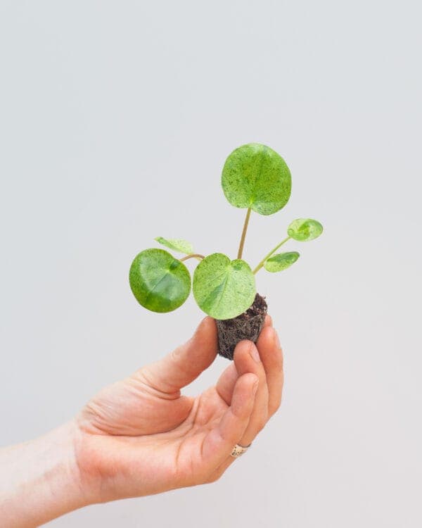 Mojito® bezorgen via PLNTS