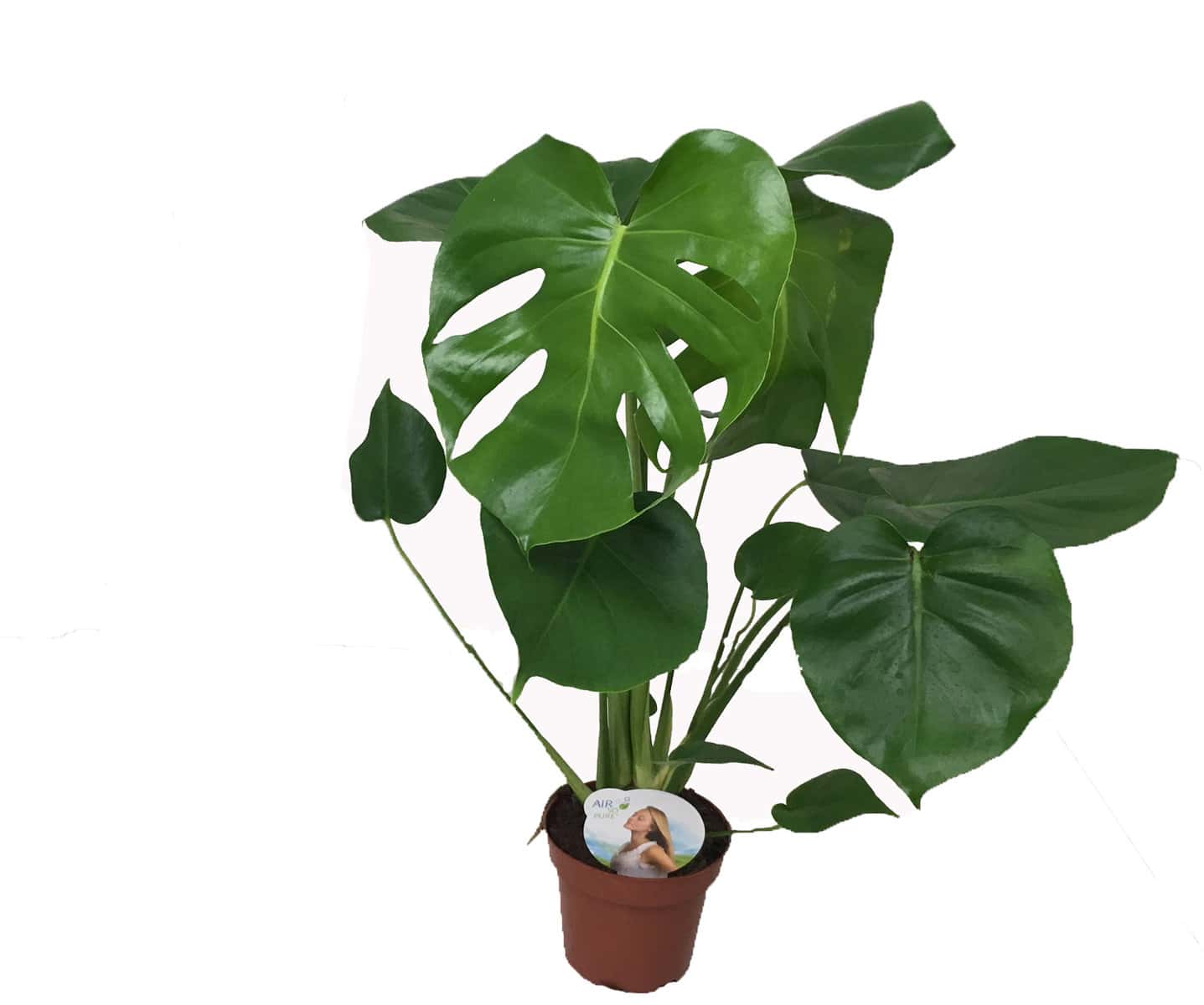 Monstera Deliciosa - Gatenplant - Pot 14cm - Hoogte 45-55cm bezorgen via Florastore