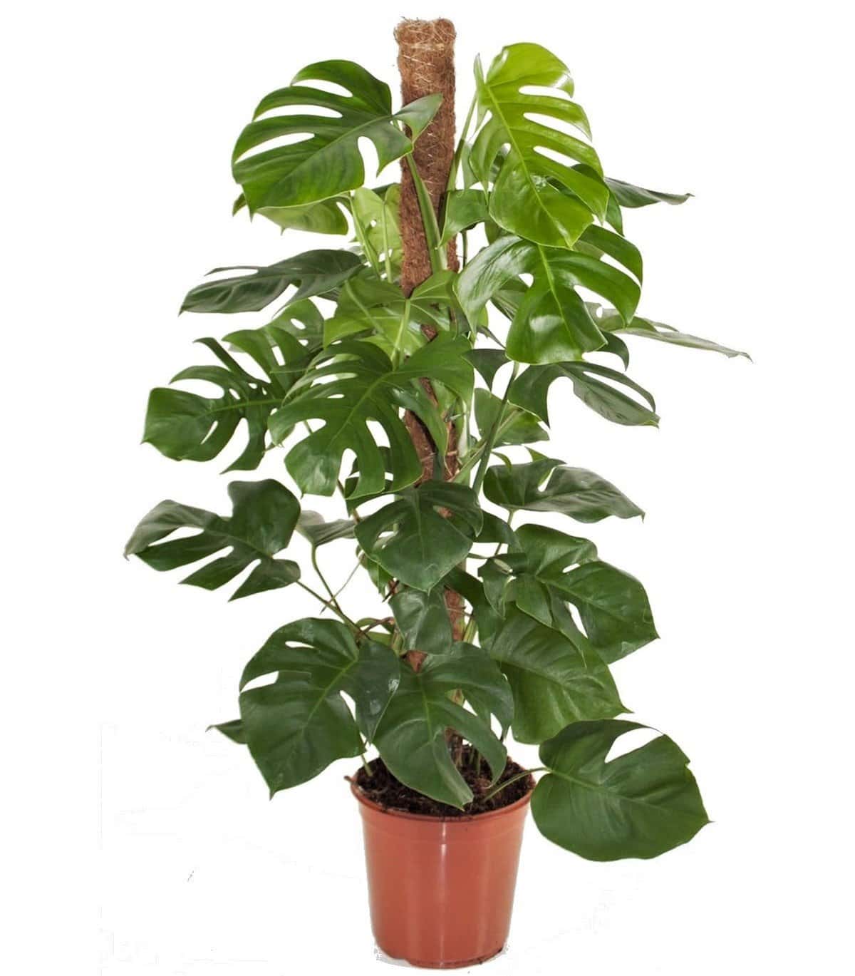 Monstera Deliciosa - Gatenplant - Pot 24cm - Hoogte 120-130cm bezorgen via Florastore